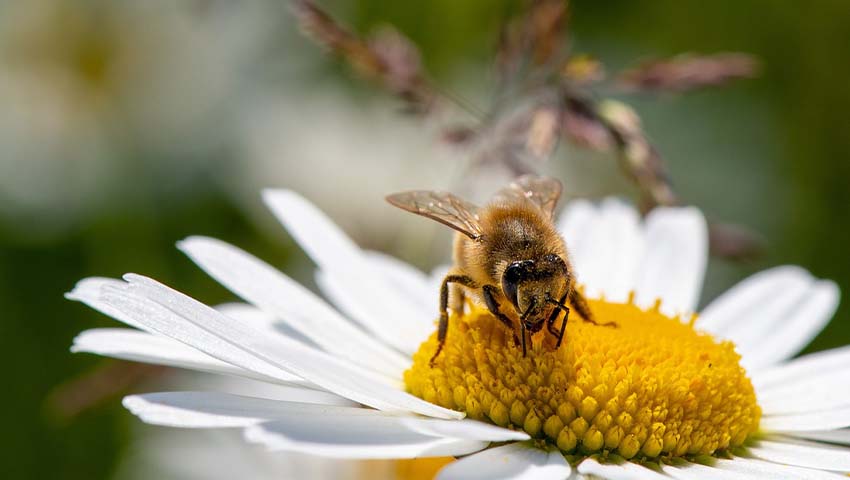 Arıların Gizemli Dünyası: Doğa ve İnsanlık İçin Önemleri